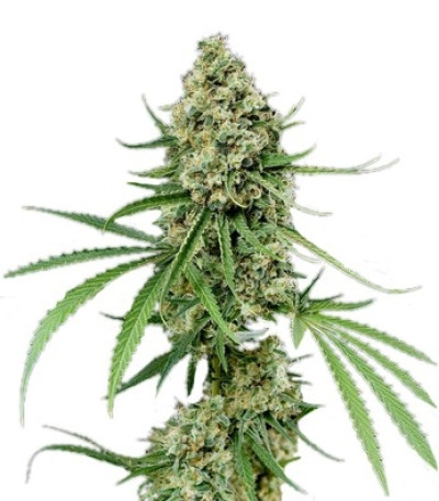 Семена сорта Critical + fem (Dinafem Seeds)