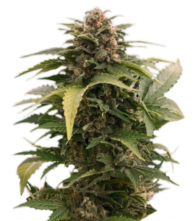 Семена сорта Taiga fem