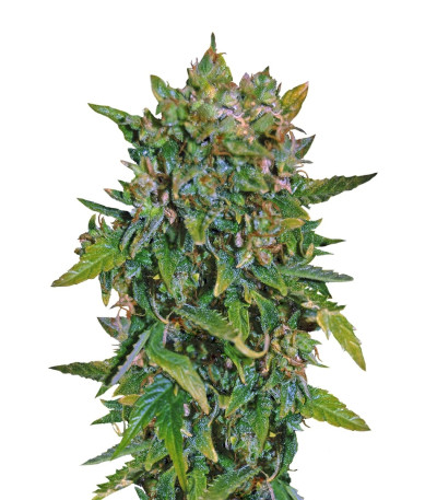 Семена сорта VIP Auto fem (VIP seeds)