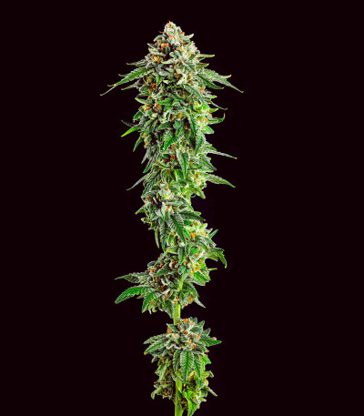 Семена сорта Jet Puft fem (Compound Genetics)