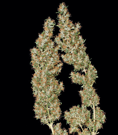 Семена сорта Kali Мist fem (Serious Seeds)