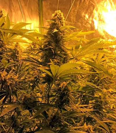 Семена сорта Snow White (Big Bud) fem (Nirvana Seeds)