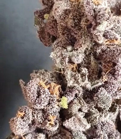 Семена сорта Peyote Cookies fem (Barney's Farm)