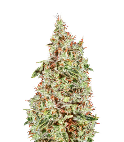 Семена сорта A-Train fem (Anesia Seeds)