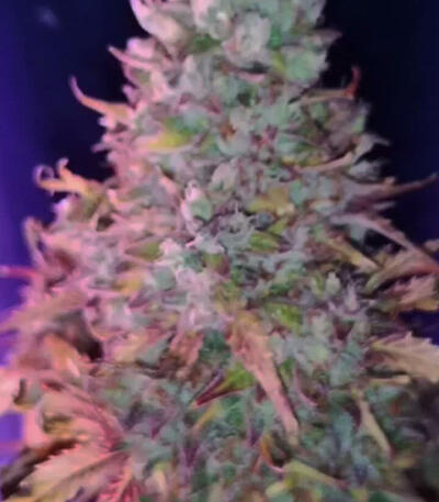 Семена сорта Rhino Ryder Auto fem (FastBuds)