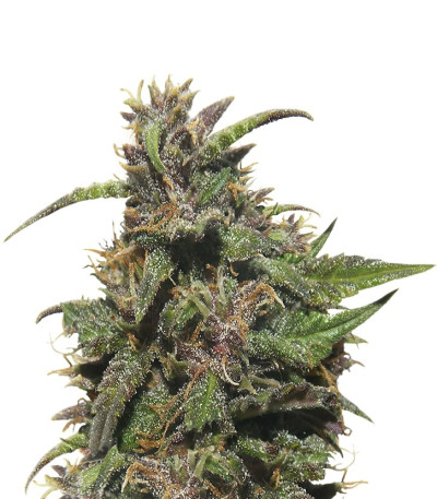 Семена сорта RuBerry auto fem (Russian Genetic)