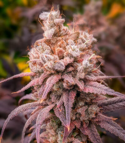 Семена сорта 50 Dragons fem (UKHTA)