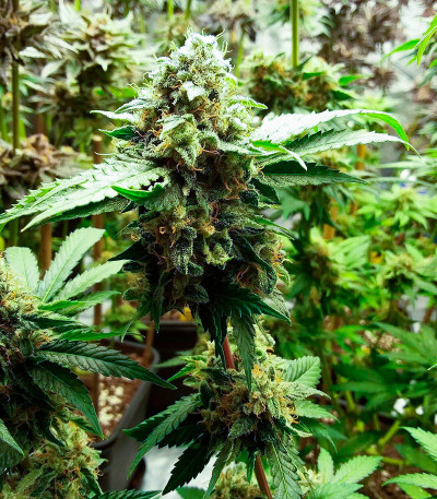 Семена конопли сорта Amnesia Haze