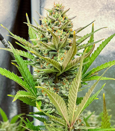 Семена сорта Auto Banana Cookies fem (Advanced Seeds)