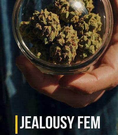 Семена сорта Jealousy fem (7CH American)