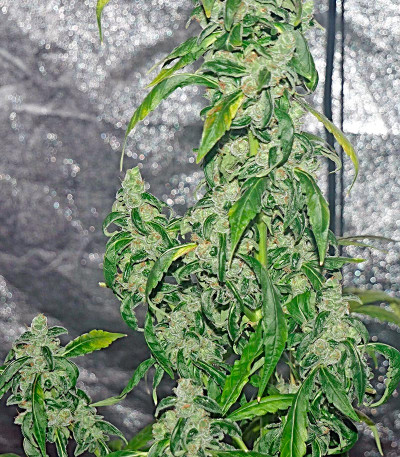 Семена сорта Massive Midget Auto fem (Heavyweight Seeds)