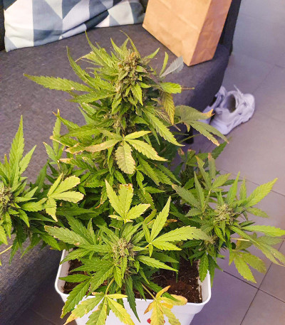 Семена сорта Zkittlez Auto fem (FastBuds)