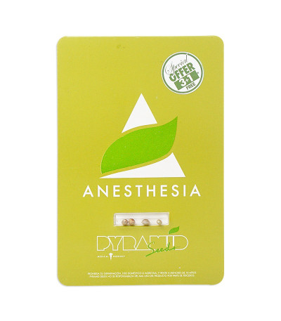 Семена сорта Anesthesia fem (Pyramid Seeds)