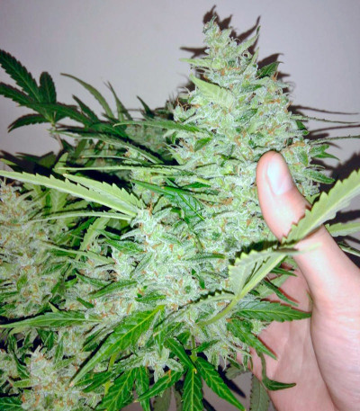 Семена сорта Black Jack Auto fem (Sweet Seeds)