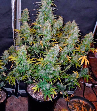 Семена сорта Fast Bud Auto fem (Sweet Seeds)