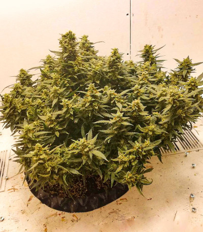 Семена сорта Alpha 21 fem (AlphaFem Seeds)