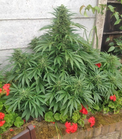 Семена сорта Krippleberry Auto fem (Dr. Krippling Seeds)
