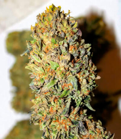 Семена сорта Sour MAC F1 fem (Seedkeepers)