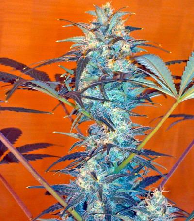 Семена сорта White Rhino reg (Nirvana Seeds)