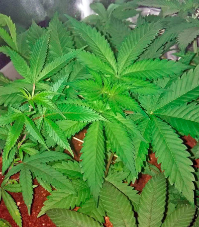 Семена сорта Wonder Woman fem (Nirvana Seeds)