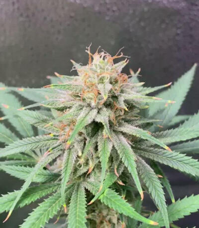 Семена сорта Holy Punch fem (Green House Seeds)