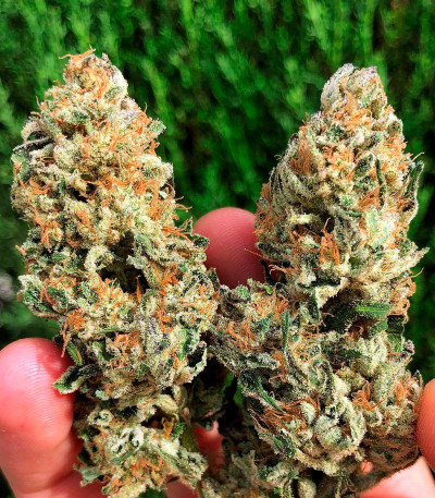 Семена сорта Bubba Slush fem (Green House Seeds)