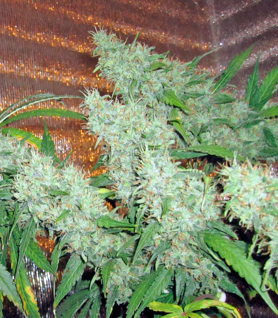 Семена сорта Damnesia fem (Strain Hunters)