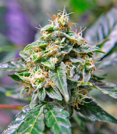 Семена сорта Durban Poison Auto fem от Humboldt Seed Company