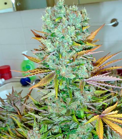 Семена сорта Ice fem (Nirvana Seeds)