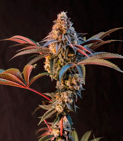 Семена сорта Lemon Cherry Runtz fem (FastBuds)