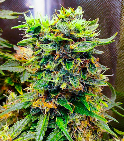 Семена сорта конопли Snow White Amsterdam