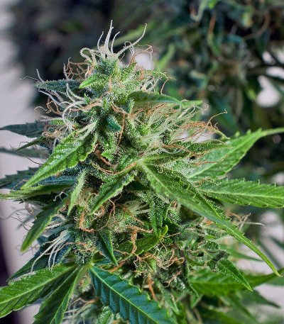 Семена сорта Snow Storm #2 (Dutch Passion)