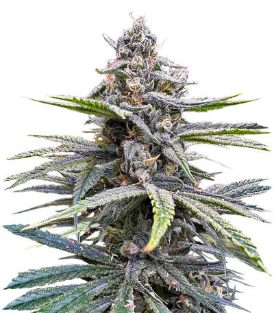 Семена сорта Mimosa × Orange Sherbet (7CH Seeds & Cali Buds Seeds)