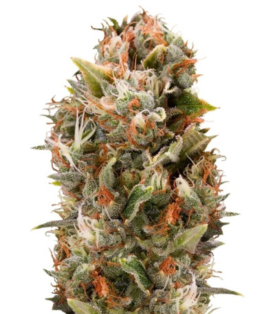 Семена сорта Chemdawg fem (Humboldt Seeds)