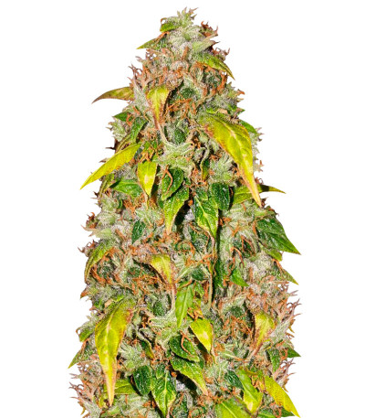Семена сорта Lowryder Auto Fem (Vision Seeds)