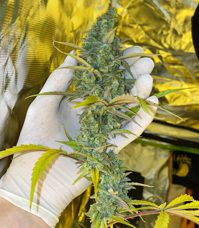 Семена сорта Auto Gelato #33 fem (Advanced Seeds)