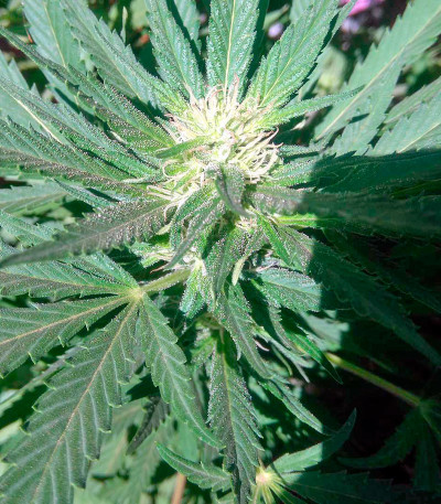 Семена сорта Motavation reg (Serious Seeds)