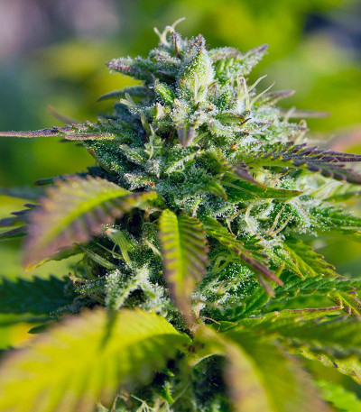 Семена сорта Original White Widow (IBL) fem