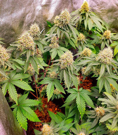 Семена сорта Sherbert Gorilla fem (Dr. Krippling Seeds)