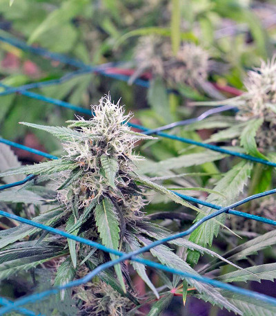 Семена сорта Critical Mass CBD fem