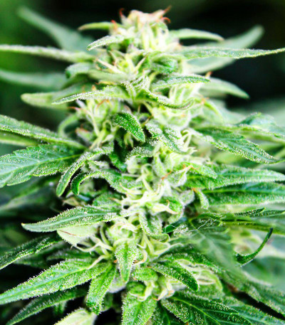 Семена сорта Deepforest Super Auto fem (Doctor’s Choice)