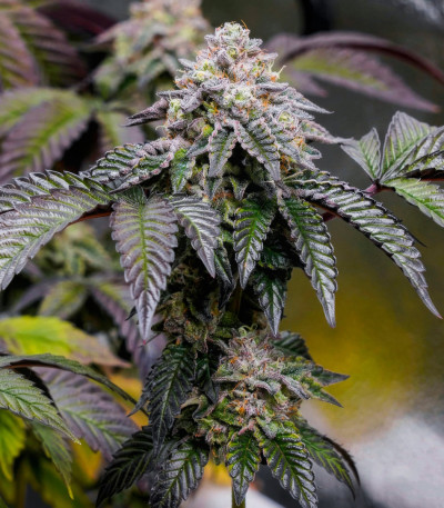 Семена сорта La Bomba fem (Compound Genetics)