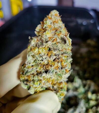 Семена сорта Mookie B R1 fem (Ethos Genetics)