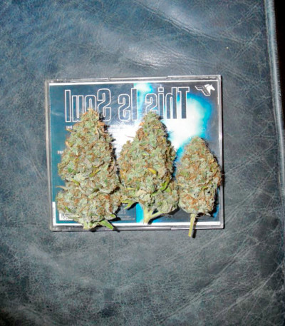 Семена сорта Mazar X Great White Shark fem (World of Seeds)