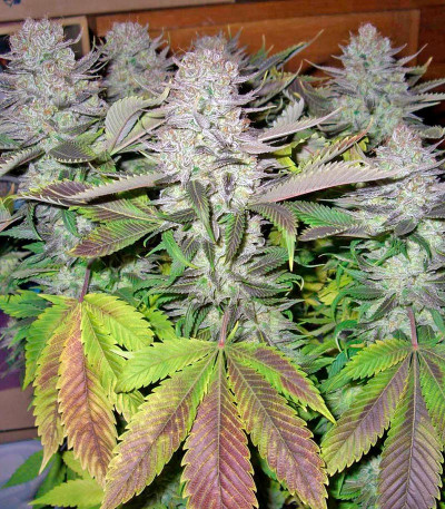 Семена сорта Smile fem (Kannabia Seed Company)