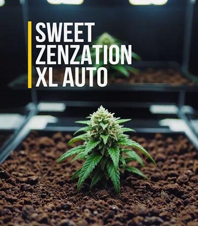 Семена сорта Sweet Zenzation XL Auto fem (Sweet Seeds)