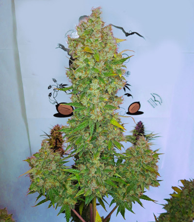 Семена сорта Auto Lemon Kix fem (Dutch Passion)