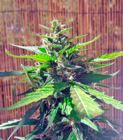 Семена сорта Auto White Widow fem (00 Seeds)
