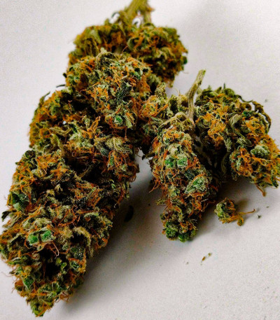 Семена сорта Do-Si-Dos Cookies fem (00 Seeds)