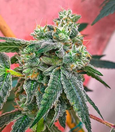 Семена сорта Gorilla 4 Autoflower fem (Easy Grow Seeds)